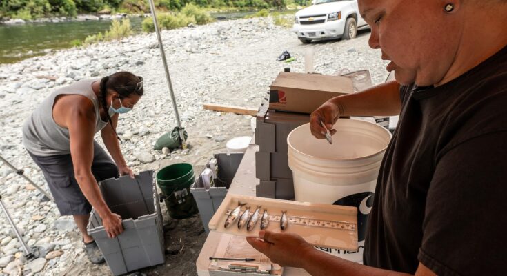 Workers breach the Klamath dams, allowing salmon to swim freely for the first time in a century